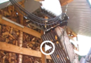video5